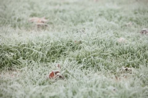 Frost grass after a cold night in winter Stock-Fotos