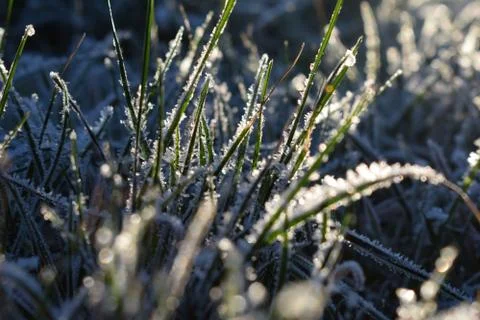 Frost on the grass. The background. Grass texture with ice crystals. Stock Photos