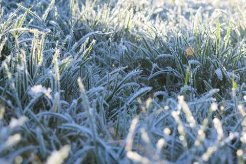 Frost on the grass. The background. Grass texture with ice crystals. Stock Photos