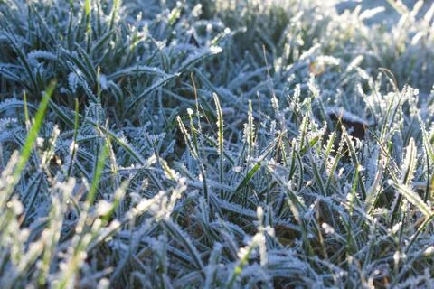 Frost on the grass. The background. Grass texture with ice crystals. Stock Photos