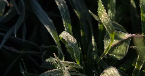 Frost on Grass Blades CU Stock Footage 85528923