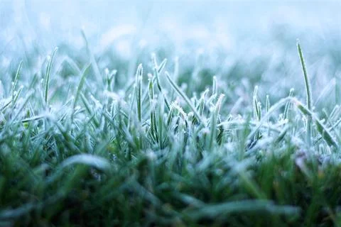 Frost on grass close up blurs into background Stock Photos