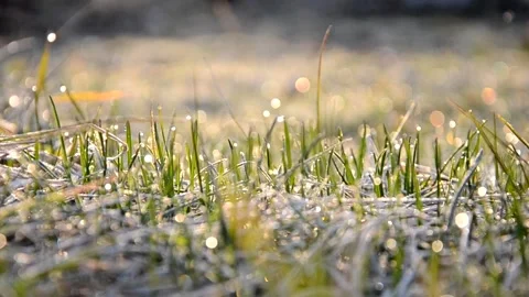 Frost on the grass in the early spring sun Stock Footage 150685560