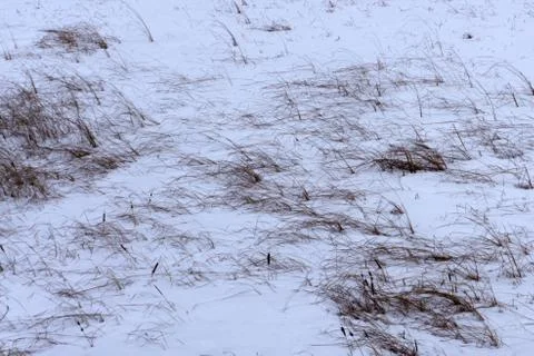 Frost on the grass in the field . Stock Photos