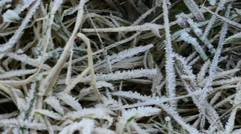Frost on grass Stock Footage 10893852