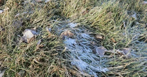 Frost on the grass Stock-Footage 99736172