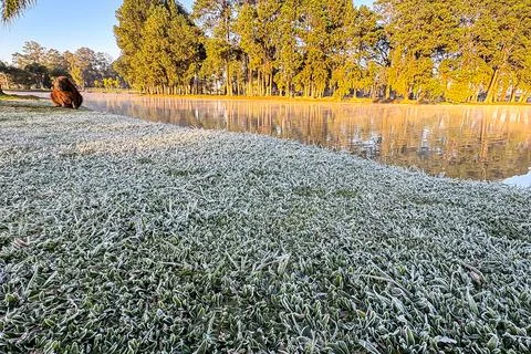Frost on the grass, in the foreground, with focus on the ice and, in the back Stock Photos