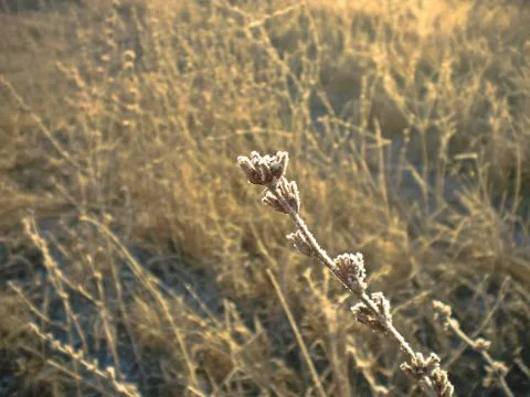 Frost on the grass Stock Photos