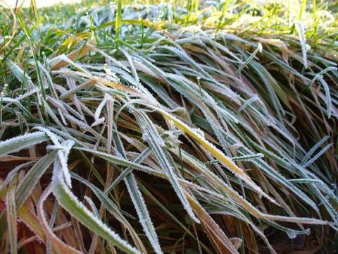 Frost on the grass Stock Photos
