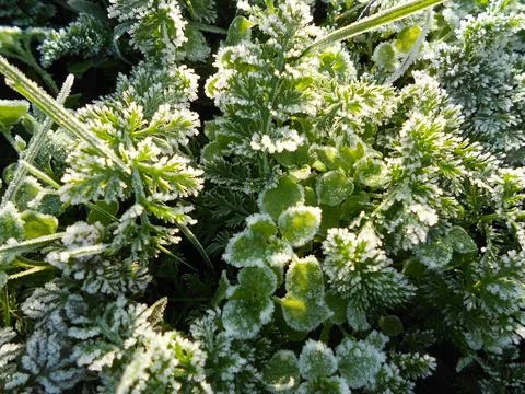 Frost on the grass Stock Photos
