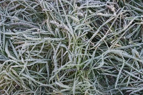 Frost on Grass Stock Photos
