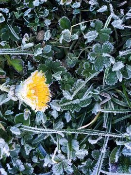 Frost Grass Stock Photos