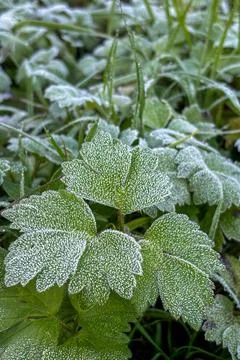 The frost on the grass Stock Photos