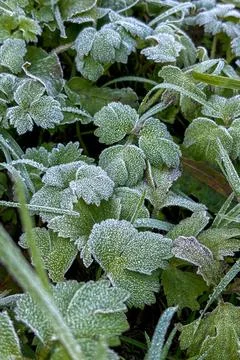 The frost on the grass Stock Photos