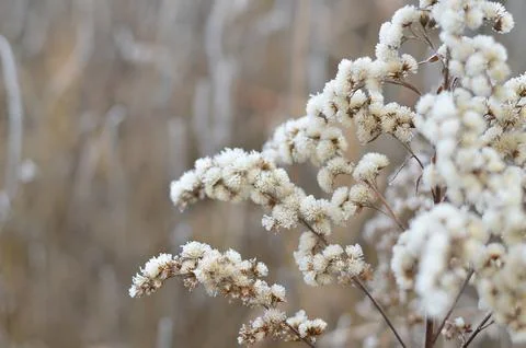 Frost on the grass Stock Photos