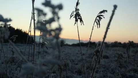 Frost on grass as the sun sets Stock Footage 225690746
