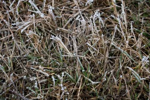 Frost on the grass. Winter background Stock Photos