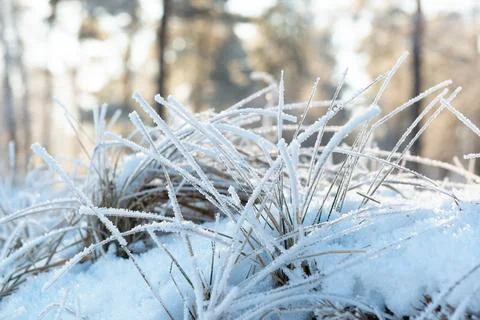 Frost on a grass in a winter forest Stock-Fotos