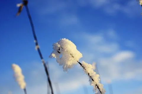 FROST on the grass in winter Stock Photos