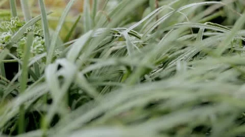 Frost on Grasses Video stock 12734047