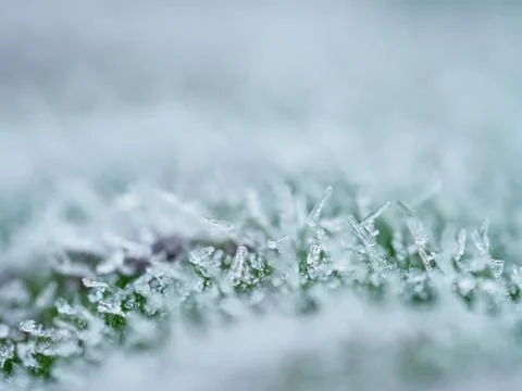 Frost on a green background. Close up. Stock Photos