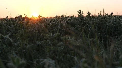 Frost on the Green Grass. Dawn. Stock Footage 127789975