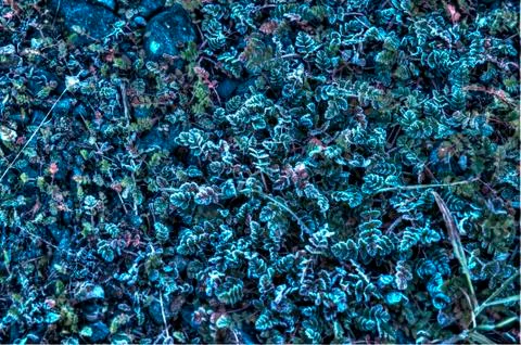 Frost on the ground Stockfoto's