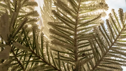 Frost grows on branches of spruce, time lapse, beautiful winter landscape Stock Footage 143676857