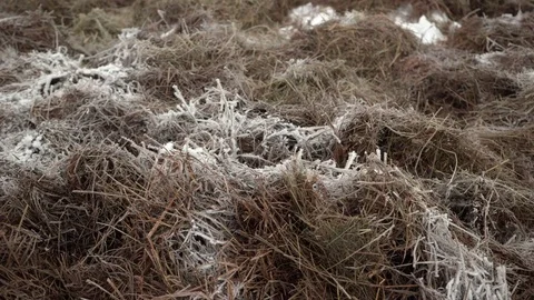 Frost on hay Stock Footage 70699728