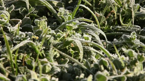 Frost, Ice on grass after a heavy frost in Goulburn, NSW, Australia Stock Footage 51825510
