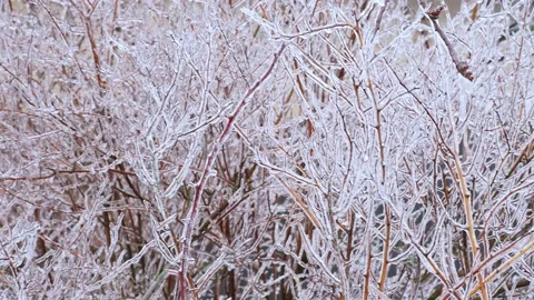 Frost, icing on branches. 스톡 동영상 134918433