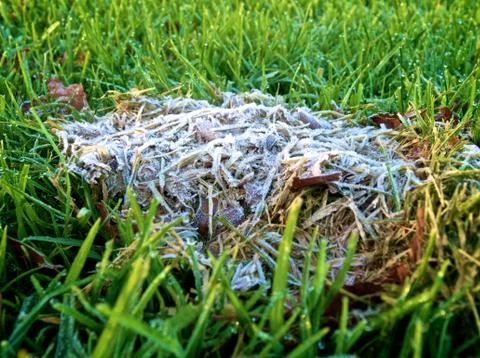 This frost is killing me Foto stock