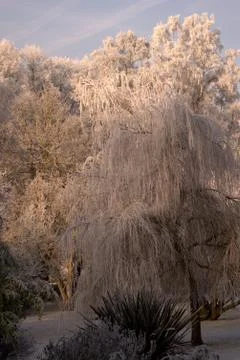 Frost laden trees. Stock Photos