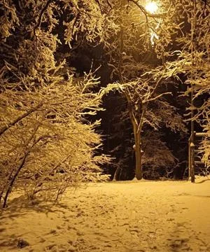 Frost-Laden Trees on Silent Winter Night with Fresh Snowfall Footprints Stock Photos