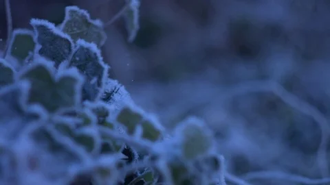 Frost leafs Stock Footage 70313852