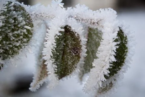 Frost on the leaves of the apple tree Fotos de archivo