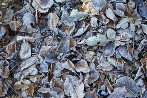 Frost leaves background Stock Photos