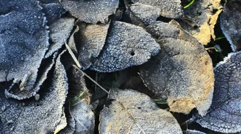 Frost on leaves Stock Footage 10720238