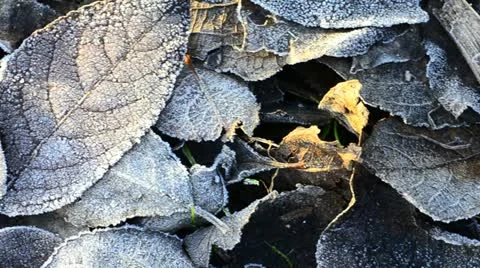 Frost on leaves Video stock 10894487