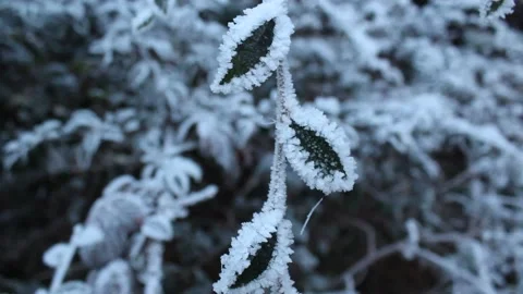 Frost on leaves Stock Footage 225690964