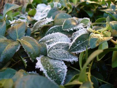 Frost on the leaves Stock Photos