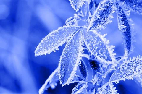 Frost leaves Stock Photos