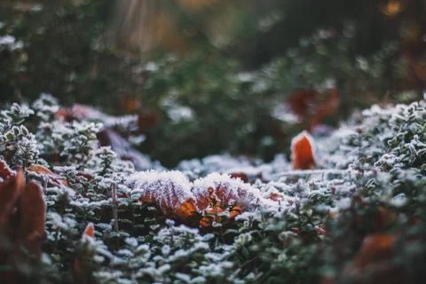 FROST IN LEAVES Stock Photos
