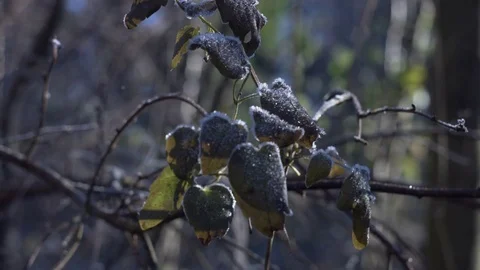 Frost leaves, winter Stock Footage 70537393