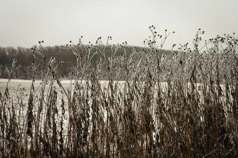 Frost-lined dried meadow stems rise against muted winter horizon, creating .. Stock Photos