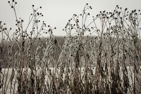 Frost-lined dried meadow stems rise against muted winter horizon, creating .. Stock Photos