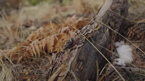 Frost on the log Stock Footage 263839042