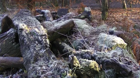 Frost on logs in woodland Stock Footage 46617232