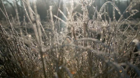 Frost on long grass backlit by sun Stock Footage 140399859
