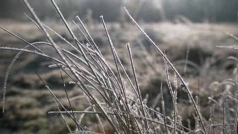 Frost on long grass Stock Footage